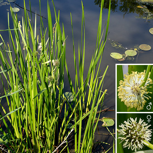 Giant bur-reed is a native, semi-aquatic (emergent) species that grows to 2-6 feet tall. The leaves are erect to ascending, alternate, grass-like, and parallel-veined. The leaves are up to 5 feet long with a distinct keel on the underside. The central stem produces an inflorescence at its tip with 1-6 female flowers in the lower parts of each branch of the inflorescence and up to 20 male flowers in the upper parts. (Male and female flowers are separate and distinct.) Male (staminate) flowerheads look like a fireworks-burst of white filaments and yellow-brown stamens; individual florets are densely packed, each with five stamens with white filaments and a yellow to brown anther. The female flowerheads are greenish and "prickly" with prominent green cones (the female florets) covering the surface; each pistillate floret has a basal green ovary covered with scale-like tepals with dark tips and an apical white style bearing two white stigmas. Giant bur-reed is wind pollinated. In fruiting flowerheads, the stigmas turn dark and wither but do not drop off; the florets elongate and widen, turning brown as the fruits on the seedhead ripen. The fruit is a brown seed 5-10 mm long and nearly as wide, shaped like an inverted pyramid that abruptly narrows to a 2-4 mm long apical beak (the style remnant). Giant bur-reed is superficially sedge-like but instead is more closely related to cattails. Giant bur-reed prefers wet conditions (up to a foot of water) with minimal waves and gentle currents.