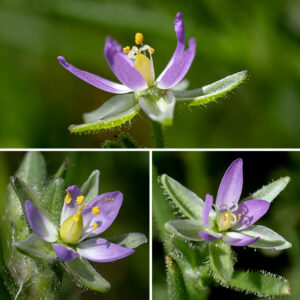 Saltmarsh sand-spurry flowers consist of five elliptical green sepals, five white to pink petals slightly longer than the sepals, 2-5 stamens with bright yellow anthers, and three short (0.7 mm), thread-like styles and three stigmas. In the Great Lakes region, saltmarsh sand-spurry is widely present along roads where salt is used as a deicer. Some sources refer to this plant as Spergularia marina, but ITIS rejects that binomial; Spergularia salina is the accepted name.