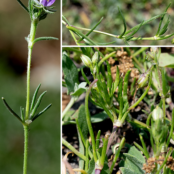 Saltmarsh sand-spurry is an Old World plant originally adapted to marine beaches and salt marshes. However, it has been widely introduced and is now virtually cosmopolitan in saline (salty) habitats. The plant is short (3-10" tall) with delicate stems (0.6-2 mm in diameter) that may be erect or sprawling, usually much branched near the base. The leaves are dark green, 1/2-1.5" long and often described as "broadly triangular" (longer than wide) but I think better descriptors would be "awl-like" or "spike-like." The leaves are either opposite or in whorls, have a single prominent vein (the midvein) and a tip that is blunt or ends in an abrupt, sharp point.