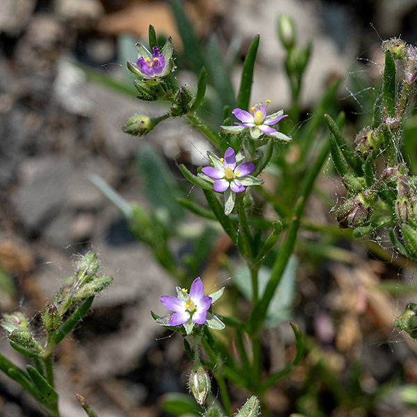 Saltmarsh sand-spurry is an Old World plant originally adapted to marine beaches and salt marshes. However, it has been widely introduced and is now virtually cosmopolitan in saline (salty) habitats. The plant is short (3-10" tall) with delicate stems (0.6-2 mm in diameter) that may be erect or sprawling, usually much branched near the base. The leaves are dark green, 1/2-1.5" long and often described as "broadly triangular" (longer than wide) but I think better descriptors would be "awl-like" or "spike-like." The leaves are either opposite or in whorls, have a single prominent vein (the midvein) and a tip that is blunt or ends in an abrupt, sharp point. The flowers consist of five elliptical green sepals, five white to pink petals slightly longer than the sepals, 2-5 stamens with bright yellow anthers, and three short (0.7 mm), thread-like styles and three stigmas. In the Great Lakes region, saltmarsh sand-spurry is widely present along roads where salt is used as a deicer. Some sources refer to this plant as Spergularia marina, but ITIS rejects that binomial; Spergularia salina is the accepted name.