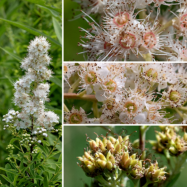 White meadowsweet's branches end in 2-6" long, oblong or pyramidal (1-4 times longer than wide) panicles of densely packed flowers that open from the top down. The flowers are about 1/4" across and are very similar to Eastern Meadowsweet (Spiraea latifolia) except for color (white rather than pink, although often pink as buds). Individual flowers consist of five triangular, light-green sepals; five white petals narrowest at their base, longer than the sepals; numerous (15-50) long, white stamens with white or pink anthers; and five light green or white pistils. The long stamens on the flowers give the flowerhead a fuzzy outline. The fruit is a cluster of 4-6 follicles, each containing one seed. When ripe, the top of the follicle splits, allowing the seed to fall out when the stem is shaken. Surrounding the pistils is a ring of pink, orange, or yellow tissue that marks the location of the nectaries. White meadowsweet prefers wet areas along the lagoons in Jackson Park.