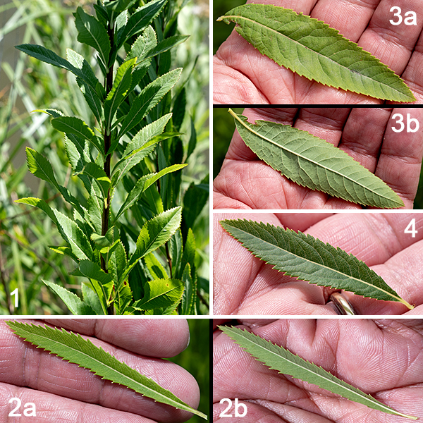 White meadowsweet (aka, narrowleaf meadowsweet) is nominally a shrub because it has woody branches and multiple stems, but it is a fairly small (2-6 feet tall), sparsely branched plant with spikes of small (1/4" across) flowers. Young stems and branches are green and hairless but become woody and brown with age. The leaves are hairless, alternate, 3" long and 3/4" wide with short (1/8-3/8") petioles; they are narrowly ovate with sharply serrated margins, medium green on top, pale green on their underside.