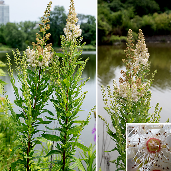 White meadowsweet (aka, narrowleaf meadowsweet) is nominally a shrub because it has woody branches and multiple stems, but it is a fairly small (2-6 feet tall), sparsely branched plant with spikes of small (1/4" across) flowers. Young stems and branches are green and hairless but become woody and brown with age. The leaves are hairless, alternate, 3" long and 3/4" wide with short (1/8-3/8") petioles; they are narrowly ovate with sharply serrated margins, medium green on top, pale green on their underside. The branches end in 2-6" long, oblong or pyramidal (1-4 times longer than wide) panicles of densely packed flowers that open from the top down. The flowers are about 1/4" across and are very similar to Eastern Meadowsweet (Spiraea latifolia) except for color (white rather than pink, although often pink as buds). Individual flowers consist of five triangular, light-green sepals; five white petals narrowest at their base, longer than the sepals; numerous (15-50) long, white stamens with white or pink anthers; and five light green or white pistils. The long stamens on the flowers give the flowerhead a fuzzy outline. The fruit is a cluster of 4-6 follicles, each containing one seed. When ripe, the top of the follicle splits, allowing the seed to fall out when the stem is shaken. Surrounding the pistils is a ring of pink, orange, or yellow tissue that marks the location of the nectaries. White meadowsweet prefers wet areas along the lagoons in Jackson Park.