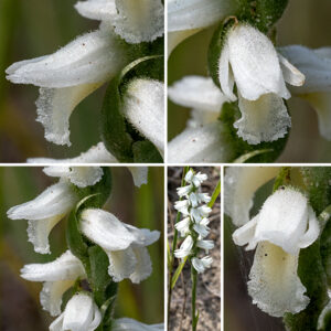 Great Plains ladies'-tresses flowers are arranged in three rows spiraling up around the stem. The petals and sepals are both white with a tinge of yellow on the lower lip (lower petal). The two petals are top and bottom of the bloom, with the lower, ruffled petal extending out and down; the two sepals are narrower than the petals and flank the side of the bloom, sometimes arching higher than the petals. Typically, there is a single stamen; the style is fused to the surface of the lower petal deep in the flower. The base of the flower is nestled between oval green bracts which cup the ovary and taper to a sharp point above the flower. Great Plains ladies'-tresses are probably pollinated by bumblebees, but information is sparse. If you get down on your hands and knees (or, better, lie down beside the plant) and put your nose up against the blooms, it is really true that they smell like vanilla(!). A closely related species, nodding ladies'-tresses (Spiranthes cernua) was once considered to be the same species as Great Plains ladies tresses, but the former still has its basal leaves on blooming and no scent while the latter never has the basal leaves when blooming and the flowers smell like vanilla.