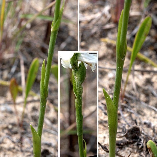 Great Plains ladies'-tresses (aka, prairie ladies'-tresses) is a native orchid that produces a single erect stalk up to about 20" tall. The basal leaves are long and slender (5.5" long and 1/2" wide), but only three or four are produced and those wither about two weeks before the plant begins to flower. The stem leaves closely parallel to and sheath the stem, with the tip of one overlapping the base of the bract above; only 4-6 stem leaves are produced.