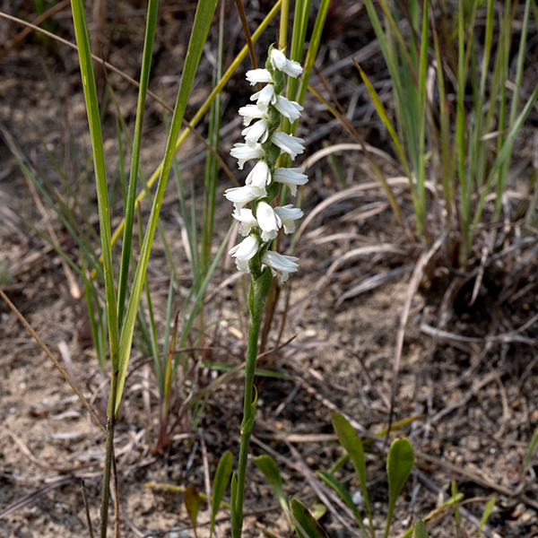 Great Plains ladies'-tresses (aka, prairie ladies'-tresses) is a native orchid that produces a single erect stalk up to about 20" tall. The basal leaves are long and slender (5.5" long and 1/2" wide), but only three or four are produced and those wither about two weeks before the plant begins to flower. The stem leaves closely parallel to and sheath the stem, with the tip of one overlapping the base of the bract above; only 4-6 stem leaves are produced. The flowers are arranged in three rows spiraling up around the stem. The petals and sepals are both white with a tinge of yellow on the lower lip (lower petal). The two petals are top and bottom of the bloom, with the lower, ruffled petal extending out and down; the two sepals are narrower than the petals and flank the side of the bloom, sometimes arching higher than the petals. Typically, there is a single stamen; the style is fused to the surface of the lower petal deep in the flower. The base of the flower is nestled between oval green bracts which cup the ovary and taper to a sharp point above the flower. Great Plains ladies'-tresses are probably pollinated by bumblebees, but information is sparse. If you get down on your hands and knees (or, better, lie down beside the plant) and put your nose up against the blooms, it is really true that they smell like vanilla(!). A closely related species, nodding ladies'-tresses (Spiranthes cernua) was once considered to be the same species as Great Plains ladies tresses, but the former still has its basal leaves on blooming and no scent while the latter never has the basal leaves when blooming and the flowers smell like vanilla.