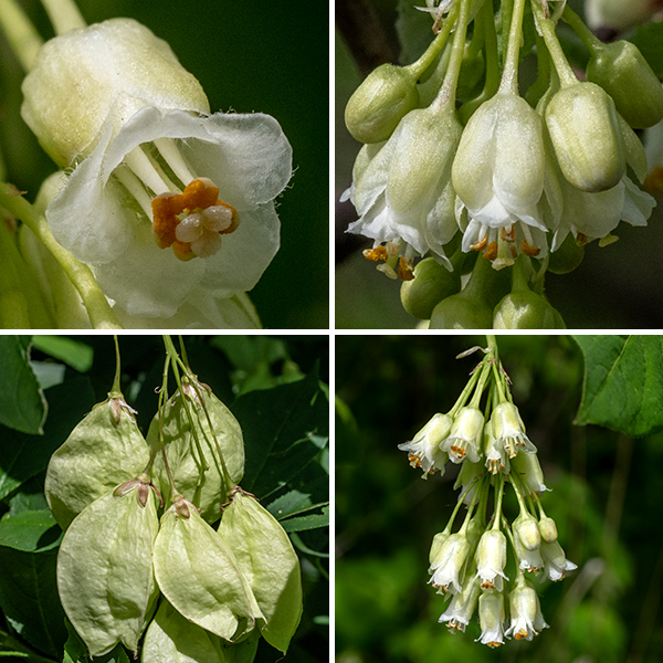 Bladdernut produces white, drooping, bell-shaped flowers in clusters of 5-12 from the axils of the leaves. Each flower is pendant on a long stalk, bell-shaped, about 8 mm long and about 6 mm wide. Flowers have five greenish-white sepals overlapping much of the petals, five bright white petals (visible through the gaps between the sepals) that flare at their tips, five stamens with white filaments and deep yellow-orange anthers, and a greenish-white style with a three-lobed stigma extending beyond the mouth of the bell. The flower stalks (pedicels) are about 1.5-2 times the length of the flower. The fruit is a greenish-white to brown, papery pod (like a "Chinese lantern") that is about 3" long and 2" across with three lobes/chambers, pointed on their distal ends; each chamber contains up to four 1/4" seeds. Both flowers and fruits are distinctive and easily recognizable.