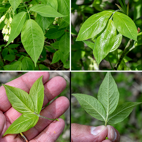 Bladdernut is a native, 6-12 foot tall shrub or small tree; in Jackson Park it seems to thrive both in old woodlands and in open areas by the lagoons. Bladdernut is the only member of the family Staphyleaceae in Illinois. The trunk and larger branches have grey, rough-textured bark. Smaller branches have smooth bark with longitudinal streaks of black and light grey, while the smallest twigs are usually smooth and reddish brown. The leaves are opposite, usually trifoliate compound — thus the species name "trifolia" — with 1-5" long petioles. (Rarely, the leaves are five-foliate compound.) The leaflets are oval, hairy on the underside, with finely serrated margins, and rounded or wedge-shaped bottoms tapering to a short, fine tip. The leaflets are up to 2.5" long and about 1" wide. The terminal leaflet has a petiolule (stalk) up to 1" long; the two lateral leaflets are nearly sessile.