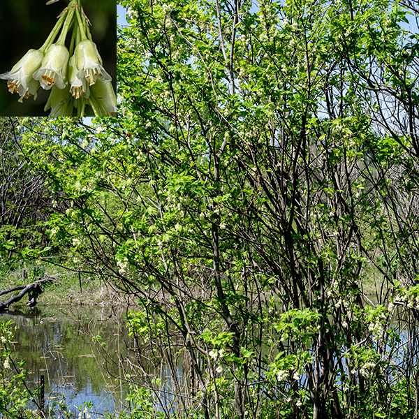 Bladdernut is a native, 6-12 foot tall shrub or small tree; in Jackson Park it seems to thrive both in old woodlands and in open areas by the lagoons. Bladdernut is the only member of the family Staphyleaceae in Illinois. The trunk and larger branches have grey, rough-textured bark. Smaller branches have smooth bark with longitudinal streaks of black and light grey, while the smallest twigs are usually smooth and reddish brown. The leaves are opposite, usually trifoliate compound — thus the species name "trifolia" — with 1-5" long petioles. (Rarely, the leaves are five-foliate compound.) The leaflets are oval, hairy on the underside, with finely serrated margins, and rounded or wedge-shaped bottoms tapering to a short, fine tip. The leaflets are up to 2.5" long and about 1" wide. The terminal leaflet has a petiolule (stalk) up to 1" long; the two lateral leaflets are nearly sessile. White, drooping, bell-shaped flowers in clusters of 5-12 arise from the axils of the leaves. Each flower is pendant on a long stalk, bell-shaped, about 8 mm long and about 6 mm wide. Flowers have five greenish-white sepals overlapping much of the petals, five bright white petals (visible through the gaps between the sepals) that flare at their tips, five stamens with white filaments and deep yellow-orange anthers, and a greenish-white style with a three-lobed stigma extending beyond the mouth of the bell. The flower stalks (pedicels) are about 1.5-2 times the length of the flower. The fruit is a greenish-white to brown, papery pod (like a "Chinese lantern") that is about 3" long and 2" across with three lobes/chambers, pointed on their distal ends; each chamber contains up to four 1/4" seeds. Both flowers and fruits are distinctive and easily recognizable.