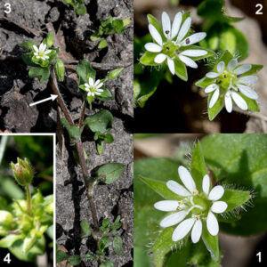 Common chickweed's flower stems arise from the axils of outer pairs of leaves; the flower stems terminate in small cymes of flowers. Individual flowers are about 1/4" across, consisting of five green sepals longer than the petals, tapering to a point, hairy on the outside; five white, widely-spaced, bifid (deeply notched, each appearing double) petals; 2-10 (usually 3-5) stamens with reddish-violet anthers; and a central green ovary with three styles fused except at their flaring tips. The fruits are light brown, cylindrical, 4-6 mm long seed capsules nestled in the embrace of the (hairy) sepals with six small teeth around their upper ends. Common chickweed is usually self-pollinating (autogamous) but is occasionally cross-pollinated by flies. Chickweeds of the genus Stellaria (like common chickweed) have three styles; chickweeds of the genus Cerastium (like mouse-eared chickweed) have five styles. The flowers of whitlow-grass (Draba verna) are superficially similar to common chickweed in size and color but have only four bifid petals rather than five. One odd (but distinguishing) characteristic of common chickweed — if you bend the stem back and forth, the epidermis and parenchyma will split, leaving a central vascular bundle which will stretch elastically if you then pull the broken segments apart.