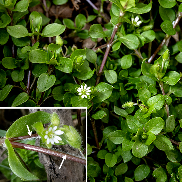 Common chickweed is a low growing annual with 6-12" long stems that you may recognize from your lawn. It is an exotic from Eurasia that generally prefers shady areas with a history of disturbance. The stems are dark reddish-brown, sprawling, often bearing a single line of white hairs; they are strongly reminiscent of succulents. The leaves are opposite, 3/4" long and 1/2" wide, oval with a sharp tip and smooth margins, mostly sessile above, stalked below, tending larger towards the apex of the stems; they are hairless on the upper surface and hairy on the undersides and margins.