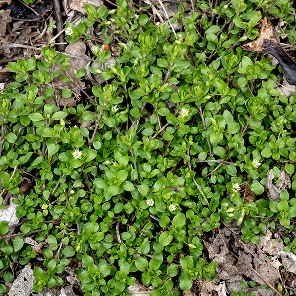 Common chickweed is a low growing annual with 6-12" long stems that you may recognize from your lawn. It is an exotic from Eurasia that generally prefers shady areas with a history of disturbance. The stems are dark reddish-brown, sprawling, often bearing a single line of white hairs; they are strongly reminiscent of succulents. The leaves are opposite, 3/4" long and 1/2" wide, oval with a sharp tip and smooth margins, mostly sessile above, stalked below, tending larger towards the apex of the stems; they are hairless on the upper surface and hairy on the undersides and margins. Flower stems arise from the axils of outer pairs of leaves; the flower stems terminate in small cymes of flowers. Individual flowers are about 1/4" across, consisting of five green sepals longer than the petals, tapering to a point, hairy on the outside; five white, widely-spaced, bifid (deeply notched, each appearing double) petals; 2-10 (usually 3-5) stamens with reddish-violet anthers; and a central green ovary with three styles fused except at their flaring tips. The fruits are light brown, cylindrical, 4-6 mm long seed capsules nestled in the embrace of the (hairy) sepals with six small teeth around their upper ends. Common chickweed is usually self-pollinating (autogamous) but is occasionally cross-pollinated by flies. Chickweeds of the genus Stellaria (like common chickweed) have three styles; chickweeds of the genus Cerastium (like mouse-eared chickweed) have five styles. The flowers of whitlow-grass (Draba verna) are superficially similar to common chickweed in size and color but have only four bifid petals rather than five. One odd (but distinguishing) characteristic of common chickweed — if you bend the stem back and forth, the epidermis and parenchyma will split, leaving a central vascular bundle which will stretch elastically if you then pull the broken segments apart.