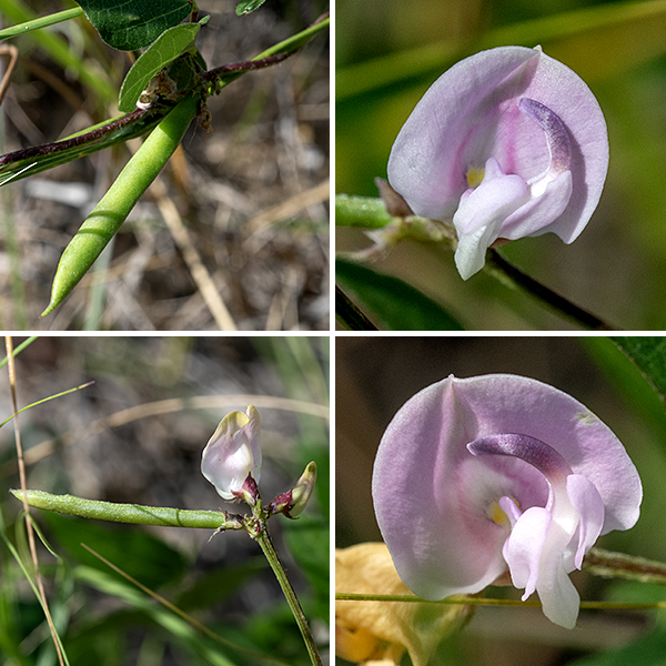 Trailing wild-bean is a native annual, a sprawling or climbing vine 3-9 feet long found in sandy habitats. The stems are slender, round in section, range from light green to dull reddish, and are quite hairy; they produce occasional branches and can twine around neighboring plants. Leaves are alternate, trifoliate compound, with broadly oval to teardrop shaped leaflets 1-2" long and 1/2-1.25" across, widest at the base with a pointed tip. The terminal leaflet may be slightly larger and has a short stalk (petiolule); the lateral leaflets are sessile. Sometimes the bases of the leaflets have a shallow lobe on each side of the midline. The compound leaf has a 1-2" long, slightly fuzzy petiole. Some leaf axils produce 3-6" long flower stalks (peduncles) with 3-10 nearly stalkless flower buds at the tip, only a few of which are open at any one time. The flowers are 1/3-1/2" across, light pink to creamy pink, pea-like with five petals, but the keel is sharply curled upward such that it almost touches the banner (the vertical petal). The fruit is a bean-like seedpod, 2-3.5" long, sparsely covered with short hairs, initially green but turning dark brown as it matures; the seeds are oblong, black, and are also covered with short hairs.