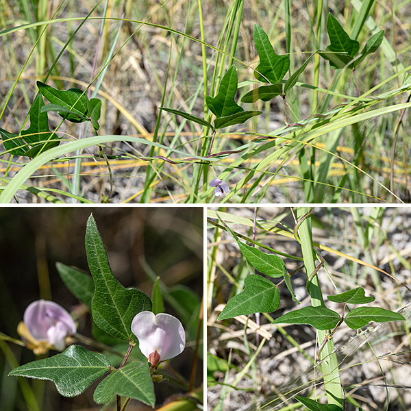 Trailing wild-bean is a native annual, a sprawling or climbing vine 3-9 feet long found in sandy habitats. The stems are slender, round in section, range from light green to dull reddish, and are quite hairy; they produce occasional branches and can twine around neighboring plants. Leaves are alternate, trifoliate compound, with broadly oval to teardrop shaped leaflets 1-2" long and 1/2-1.25" across, widest at the base with a pointed tip. The terminal leaflet may be slightly larger and has a short stalk (petiolule); the lateral leaflets are sessile. Sometimes the bases of the leaflets have a shallow lobe on each side of the midline. The compound leaf has a 1-2" long, slightly fuzzy petiole.