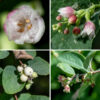 Elongated racemes or short clusters arise from snowberry's leaf axils or the tips of shoots. Each flower is about 8 mm long and 6 mm across with a dull green, hairless, tubular calyx, swollen near the base, with five shallow teeth; a bell-shaped, light pink or whitish pink corolla with five triangular lobes; five short stamens attached to the petals with tan anthers at the tip of the filament; and a light green ovary with a single style. Neither stamens nor style extend past the margin of the corolla. Long white hairs crisscross the open space inside the corolla. The fruit is a drupe (a stone fruit, like a cherry) 8-16 mm in diameter, bright white, and more or less spherical at maturity with a pair of nutlets inside.