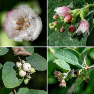Elongated racemes or short clusters arise from snowberry's leaf axils or the tips of shoots. Each flower is about 8 mm long and 6 mm across with a dull green, hairless, tubular calyx, swollen near the base, with five shallow teeth; a bell-shaped, light pink or whitish pink corolla with five triangular lobes; five short stamens attached to the petals with tan anthers at the tip of the filament; and a light green ovary with a single style. Neither stamens nor style extend past the margin of the corolla. Long white hairs crisscross the open space inside the corolla. The fruit is a drupe (a stone fruit, like a cherry) 8-16 mm in diameter, bright white, and more or less spherical at maturity with a pair of nutlets inside.