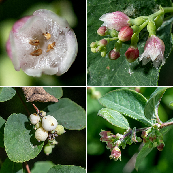 Elongated racemes or short clusters arise from snowberry's leaf axils or the tips of shoots. Each flower is about 8 mm long and 6 mm across with a dull green, hairless, tubular calyx, swollen near the base, with five shallow teeth; a bell-shaped, light pink or whitish pink corolla with five triangular lobes; five short stamens attached to the petals with tan anthers at the tip of the filament; and a light green ovary with a single style. Neither stamens nor style extend past the margin of the corolla. Long white hairs crisscross the open space inside the corolla. The fruit is a drupe (a stone fruit, like a cherry) 8-16 mm in diameter, bright white, and more or less spherical at maturity with a pair of nutlets inside.