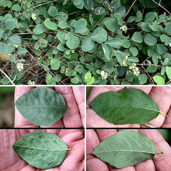 Snowberry is a native multi-stemmed shrub 1-5 feet tall and wide. Young shoots are light green or light tan, round in section but hollow. Young, woody branches have brown, smooth bark; older branches and stems are gray or brown with shredded bark. The leaves are opposite, 3/4-2.5" long and 1/2-2" wide, oval, usually with smooth margins, and with very short (1/4") petioles. The upper surface of the leaf is distinctly bluish green while the lower surface is light green to nearly white; both surfaces lack hairs.