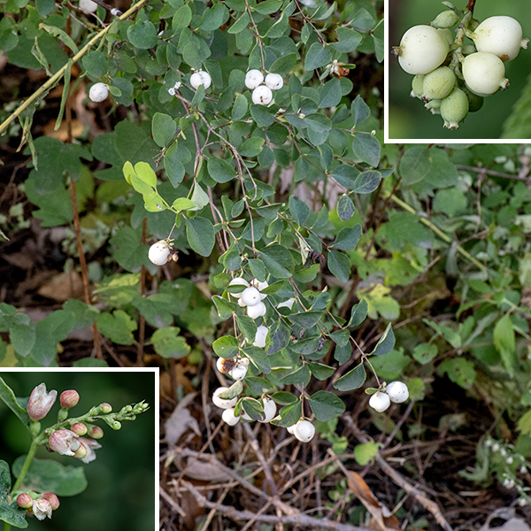 Snowberry is a native multi-stemmed shrub 1-5 feet tall and wide. Young shoots are light green or light tan, round in section but hollow. Young, woody branches have brown, smooth bark; older branches and stems are gray or brown with shredded bark. The leaves are opposite, 3/4-2.5" long and 1/2-2" wide, oval, usually with smooth margins, and with very short (1/4") petioles. The upper surface of the leaf is distinctly bluish green while the lower surface is light green to nearly white; both surfaces lack hairs. Elongated racemes or short clusters arise from leaf axils or the tips of shoots. Each flower is about 8 mm long and 6 mm across with a dull green, hairless, tubular calyx, swollen near the base, with five shallow teeth; a bell-shaped, light pink or whitish pink corolla with five triangular lobes; five short stamens attached to the petals with tan anthers at the tip of the filament; and a light green ovary with a single style. Neither stamens nor style extend past the margin of the corolla. Long white hairs crisscross the open space inside the corolla. The fruit is a drupe (a stone fruit, like a cherry) 8-16 mm in diameter, bright white, and more or less spherical at maturity with a pair of nutlets inside.