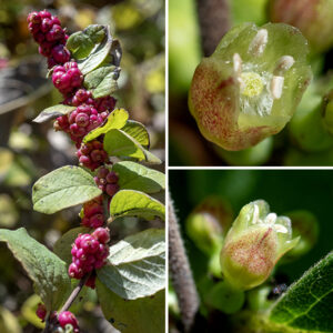 Some of coralberry's leaf axils produce dense cluster of greenish, sessile flowers. Individual flowers are 1/4" long consisting of a short green calyx with five teeth and slightly swollen basally; a stubby, tubular corolla with five bluntly-rounded lobes; five stamens with white anthers; and a pale green ovary with a hairy style. The anthers barely extend to the edge of the corolla lobes; the stigma is inset slightly deeper. The fruit is a single globoid berry containing two seeds, 1/4" long and reddish-purple when mature.