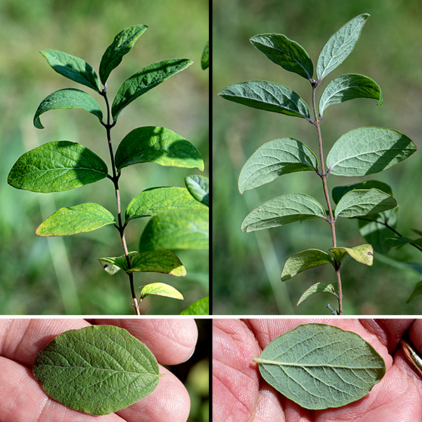 Coralberry is a mound-shaped, dense shrub 2-5 feet tall and 3-6 feet wide with arching stems; it is native to North America but an exotic in Illinois. It spreads by runners and can form dense stands and hedges. Young twigs are reddish brown and hairy. Upper and middle branches are reddish purple to brown and variably hairy; the trunk and lower branches are woody with brown bark. The leaves are oval, up to 2" long and 1.25" wide, with smooth margins and a short (1/4") petiole. The upper surface of the leaf is medium green while the underside is a whitish green; both are variably hairy.