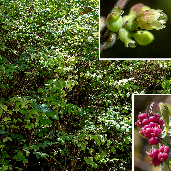 Coralberry is a mound-shaped, dense shrub 2-5 feet tall and 3-6 feet wide with arching stems; it is native to North America but an exotic in Illinois. It spreads by runners and can form dense stands and hedges. Young twigs are reddish brown and hairy. Upper and middle branches are reddish purple to brown and variably hairy; the trunk and lower branches are woody with brown bark. The leaves are oval, up to 2" long and 1.25" wide, with smooth margins and a short (1/4") petiole. The upper surface of the leaf is medium green while the underside is a whitish green; both are variably hairy. Some of the leaf axils produce dense cluster of greenish, sessile flowers. Individual flowers are 1/4" long consisting of a short green calyx with five teeth and slightly swollen basally; a stubby, tubular corolla with five bluntly-rounded lobes; five stamens with white anthers; and a pale green ovary with a hairy style. The anthers barely extend to the edge of the corolla lobes; the stigma is inset slightly deeper. The fruit is a single globoid berry containing two seeds, 1/4" long and reddish-purple when mature.