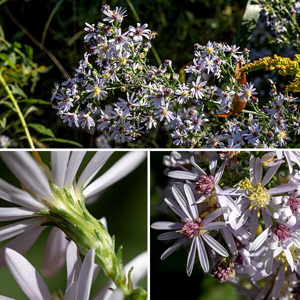 The leafy stems of Drummond's aster end in a panicle 1/2-2 feet long and half as wide bearing white flowerheads with yellow or maroon centers. Individual flowerheads are 1/2-3/4" across; they have 10-15 ray florets and 13-15 disk florets. The ray florets have bright blue, purple, or white tubular corollas and white rays (petals); the disk florets have cream to yellow tubular corollas, turning deep purple or reddish purple with age. Both disk florets and ray florets are perfect with bright yellow anthers on the stamens and white, bifurcated styles, but the ray florets are sterile. The base of the flowerhead is covered with 4-5 series of overlapping, light green phyllaries (bracts). Each phyllary is 4-6 mm long, light green, with a diamond-shaped patch of dark green near their tip. The fruit is a dry seed with a tuft of attached brown to white hairs. Note that the leaf petioles are winged and the leaves are broad and toothed. The upper surface of the leaf is rough (unlike Short's aster, the most common species in Jackson Park that you might confuse with Drummond's aster). The even pubescence (down-like hairs) on the underside of the leaves and along the stems distinguishes Drummonds aster from the other look-alike aster in Jackson Park, white arrowleaf aster (Symphyotrichum urophyllum). The phyllary pigmentation is also distinctive.