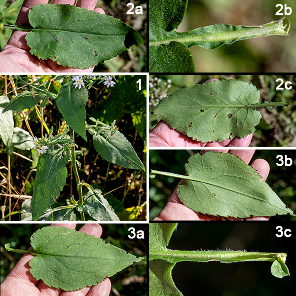 Drummond's aster is a native wildflower that produces a small rosette of basal leaves 3-8" across; each basal leaf is 3/4-2.5" long and 1/2-2 wide. The basal leaves are oval or heart-shaped, with toothed margins; they have 2" long slender petioles. The leaves are a medium green which may turn to purple if the leaves are exposed to a frost. The basal leaves persist from the autumn to the following spring when a new rosette is produced. During the spring, the plant bolts, producing leafy stems 1.5-3 feet long, initially erect, light green to purple in color, fuzzy with short hairs. The stem leaves are alternate, 1-4" long and 1/2-3" wide, getting shorter higher on the stem. The lower stem leaves are heart shaped; higher on the stem the leaves range from oval with heart-shaped bases to lance shaped. All stem leaves have winged petioles; the petioles are 1/2-2" long. The stem leaves are stiff and rough to the touch (sandpapery), often with secondary leaves in the leaf axils.