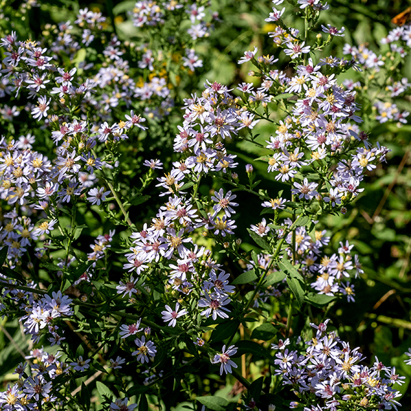 Drummond's aster is a native wildflower that produces a small rosette of basal leaves 3-8" across; each basal leaf is 3/4-2.5" long and 1/2-2 wide. The basal leaves are oval or heart-shaped, with toothed margins; they have 2" long slender petioles. The leaves are a medium green which may turn to purple if the leaves are exposed to a frost. The basal leaves persist from the autumn to the following spring when a new rosette is produced. During the spring, the plant bolts, producing leafy stems 1.5-3 feet long, initially erect, light green to purple in color, fuzzy with short hairs. The stem leaves are alternate, 1-4" long and 1/2-3" wide, getting shorter higher on the stem. The lower stem leaves are heart shaped; higher on the stem the leaves range from oval with heart-shaped bases to lance shaped. All stem leaves have winged petioles; the petioles are 1/2-2" long. The stem leaves are stiff and rough to the touch (sandpapery), often with secondary leaves in the leaf axils. Leafy stems end in a panicle 1/2-2 feet long and half as wide bearing white flowerheads with yellow or maroon centers. Individual flowerheads are 1/2-3/4" across; they have 10-15 ray florets and 13-15 disk florets. The ray florets have bright blue, purple, or white tubular corollas and white rays (petals); the disk florets have cream to yellow tubular corollas, turning deep purple or reddish purple with age. Both disk florets and ray florets are perfect with bright yellow anthers on the stamens and white, bifurcated styles, but the ray florets are sterile. The base of the flowerhead is covered with 4-5 series of overlapping, light green phyllaries (bracts). Each phyllary is 4-6 mm long, light green, with a diamond-shaped patch of dark green near their tip. The fruit is a dry seed with a tuft of attached brown to white hairs. Note that the leaf petioles are winged and the leaves are broad and toothed. The upper surface of the leaf is rough (unlike Short's aster, the most common species in Jackson Park that you might confuse with Drummond's aster). The even pubescence (down-like hairs) on the underside of the leaves and along the stems distinguishes Drummonds aster from the other look-alike aster in Jackson Park, white arrowleaf aster (Symphyotrichum urophyllum). The phyllary pigmentation is also distinctive.