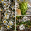 Each heath aster flowerhead is 1/3-1/2" across with 8-20 ray florets (usually 12) and 6-12 disk florets. The ray florets are sterile; the disk florets are perfect and fertile. The phyllaries occur in 3-4 series on the back of the flowerhead; they are blunt-tipped, often recurved away from the flowerhead, with a distinct apical spine. Also note the spines at the tips of the numerous needle-like bracts on the flower stems. (Note: hairy aster (S. pilosum) also has such apical spines but has larger flowers, rolled, needle-like phyllaries with a smaller spine, and spreading hairs on the stems.)