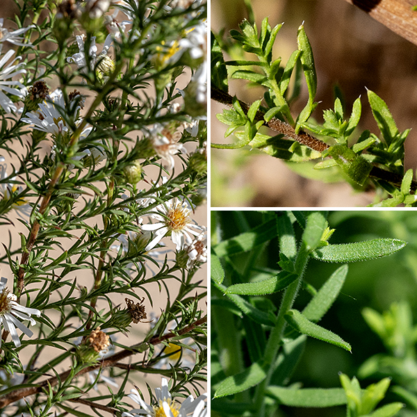Heath aster is a short (2 feet tall), bushy native spies widely distributed across the U.S. The stems are hairy, initially green, but turning brown later in the season; the hairs on stems appressed against the stem or are ascending (curved upward). The leaves are alternate, larger near the base of the stem (up to 3" long and 1/4" wide) and smaller near the flowering stems (1" long and 1/8" wide), sessile, with smooth margins and often covered with a fine fuzz. Sometimes there is a cluster of small leaves in the leaf axils. The more basal leaves tend to wither by the time the plants bloom. Each flowerhead is 1/3-1/2" across with 8-20 ray florets (usually 12) and 6-12 disk florets. The ray florets are sterile; the disk florets are perfect and fertile. The phyllaries occur in 3-4 series on the back of the flowerhead; they are blunt-tipped, often recurved away from the flowerhead, with a distinct apical spine. Also note the spines at the tips of the numerous needle-like bracts on the flower stems. (Note: hairy aster (S. pilosum) also has such apical spines but has larger flowers, rolled, needle-like phyllaries with a smaller spine, and spreading hairs on the stems.)