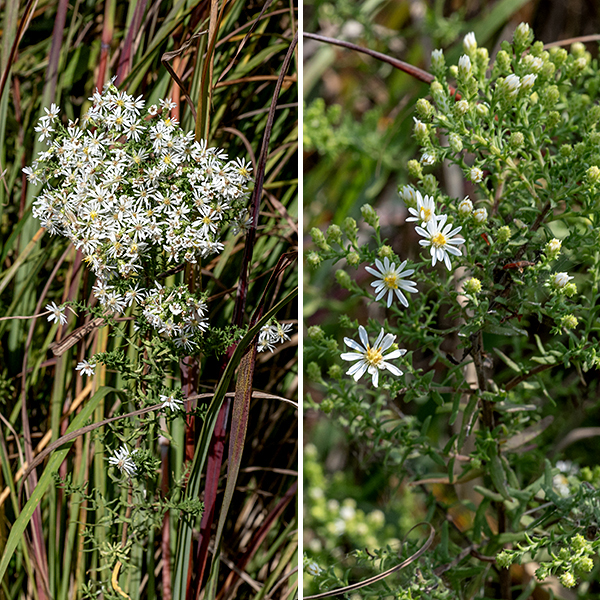 Heath aster is a short (2 feet tall), bushy native spies widely distributed across the U.S. The stems are hairy, initially green, but turning brown later in the season; the hairs on stems appressed against the stem or are ascending (curved upward). The leaves are alternate, larger near the base of the stem (up to 3" long and 1/4" wide) and smaller near the flowering stems (1" long and 1/8" wide), sessile, with smooth margins and often covered with a fine fuzz. Sometimes there is a cluster of small leaves in the leaf axils. The more basal leaves tend to wither by the time the plants bloom. Each flowerhead is 1/3-1/2" across with 8-20 ray florets (usually 12) and 6-12 disk florets. The ray florets are sterile; the disk florets are perfect and fertile. The phyllaries occur in 3-4 series on the back of the flowerhead; they are blunt-tipped, often recurved away from the flowerhead, with a distinct apical spine. Also note the spines at the tips of the numerous needle-like bracts on the flower stems. (Note: hairy aster (S. pilosum) also has such apical spines but has larger flowers, rolled, needle-like phyllaries with a smaller spine, and spreading hairs on the stems.)