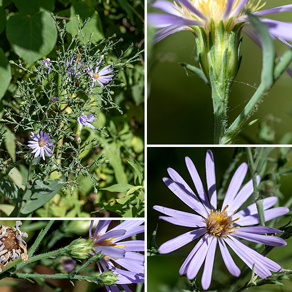 Smooth blue aster's central stem produces a one-half to one foot long (and half as wide) panicle of flowerheads with stiff, ascending branches covered with small, leafy bracts. Smaller panicles may arise from some lateral upper stems and the axils of the upper leaves. Individual flowerheads are 0.5-1" wide, consisting of 15-30 light lavender or light blue-violet ray florets and 19-33 disk florets that are initially a whitish yellow but change to purplish red over time. The phyllaries that cover the back of the flowerhead are arranged in 4-6 overlapping series and have a diamond-shaped, green tip, often with a spot of red at the very tip. The fruit is a brown, dry seed, flattened, narrowly cone-shaped with 4-5 longitudinal ribs, 2-4 mm long with a tuft of brown hair. The most useful character to distinguish smooth blue aster from other asters is the lack of hairs on its stems and leaves; the uniformly clasping leaves (no petioles) is another useful character. For example, the superficially similar skyblue aster (Symphyotrichum oolentangiense) has lower and middle leaves with distinct petioles and none of its leaves actually clasp the stem.