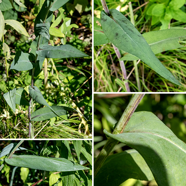 Smooth blue aster is a widespread, native species found in 45 of the lower 48 states of the U.S. and in all the lower provinces of Canada. It grows 1.5-3 feet tall and has erect light green, blue-green, or reddish stems, unbranched in the lower parts of the stem but with occasional branches above. The stems are hairless, sometimes with a waxy bloom (like a plum), usually round in section. The leaves are alternate, up to 6" long and 1.25" across, decreasing in size higher on the stems; all leaves clasp the stem. (Especially obvious on the upper leaves.) The leaves are oblong, with smooth margins or with very shallow teeth, hairless, and often with a gray or blue tint; they are smooth and almost waxy. The basal and lower stem leaves are often absent at flowering.