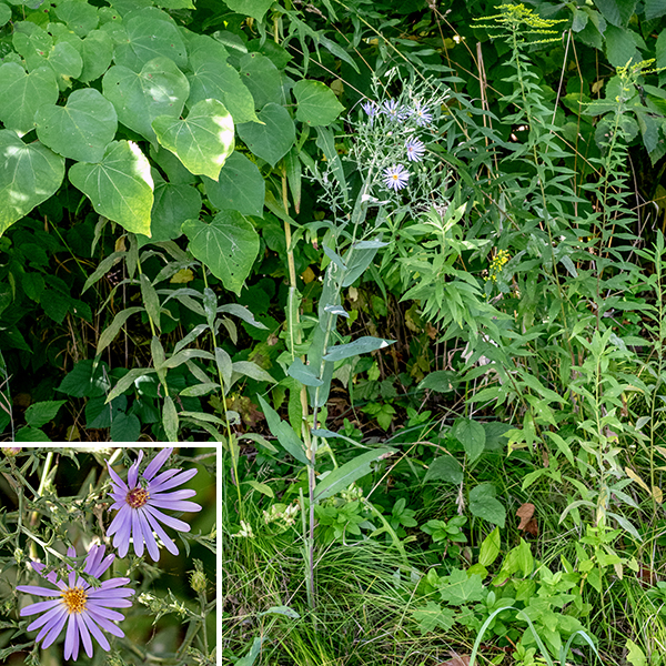 Smooth blue aster is a widespread, native species found in 45 of the lower 48 states of the U.S. and in all the lower provinces of Canada. It grows 1.5-3 feet tall and has erect light green, blue-green, or reddish stems, unbranched in the lower parts of the stem but with occasional branches above. The stems are hairless, sometimes with a waxy bloom (like a plum), usually round in section. The leaves are alternate, up to 6" long and 1.25" across, decreasing in size higher on the stems; all leaves clasp the stem. (Especially obvious on the upper leaves.) The leaves are oblong, with smooth margins or with very shallow teeth, hairless, and often with a gray or blue tint; they are smooth and almost waxy. The basal and lower stem leaves are often absent at flowering. The central stem produces a one-half to one foot long (and half as wide) panicle of flowerheads with stiff, ascending branches covered with small, leafy bracts. Smaller panicles may arise from some lateral upper stems and the axils of the upper leaves. Individual flowerheads are 0.5-1" wide, consisting of 15-30 light lavender or light blue-violet ray florets and 19-33 disk florets that are initially a whitish yellow but change to purplish red over time. The phyllaries that cover the back of the flowerhead are arranged in 4-6 overlapping series and have a diamond-shaped, green tip, often with a spot of red at the very tip. The fruit is a brown, dry seed, flattened, narrowly cone-shaped with 4-5 longitudinal ribs, 2-4 mm long with a tuft of brown hair. The most useful character to distinguish smooth blue aster from other asters is the lack of hairs on its stems and leaves; the uniformly clasping leaves (no petioles) is another useful character. For example, the superficially similar skyblue aster (Symphyotrichum oolentangiense) has lower and middle leaves with distinct petioles and none of its leaves actually clasp the stem.