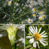Panicled aster's central stem gives rise to an 8" long panicle (4" wide) of flowerheads; panicles may also arise form lateral stems and the axils of upper leaves. The panicle branches tend to be hairier and more often grooved than the stems; there are bracts (1.5" long, 8 mm wide) at the base of the panicle branches and the base of the flowerhead stalks. Individual flowerheads are 1/2-3/4" across with 1.5" long flower stalks (peduncles). Flowerheads have 20-40 white (less often blue or violet), pistillate (no stamens) ray florets, and an equal number of perfect (pistils and stamens) disc florets that are initially yellow, turning red orange with age. Phyllaries (bracts) cover the back of the flowerhead in 3-6 overlapping layers; the phyllaries are narrow, green with paler bases, appressed or slightly spreading, with the outer layer shorter than the inner. The fruit is a 1.5-2 mm long gray seed with a tuft of dull white or yellowish hairs. It's easy to confuse panicled aster with other asters that have small, white flowerheads. Look for: (1) leaves with wedge-shaped (not rounded or heart-shaped) bases, (2) mature leaves hairless on both sides, (3) stems with lines of white hairs, and (4) flowerheads with at least 20 ray florets. (Count the "petals.")