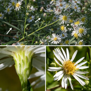 Panicled aster's central stem gives rise to an 8" long panicle (4" wide) of flowerheads; panicles may also arise form lateral stems and the axils of upper leaves. The panicle branches tend to be hairier and more often grooved than the stems; there are bracts (1.5" long, 8 mm wide) at the base of the panicle branches and the base of the flowerhead stalks. Individual flowerheads are 1/2-3/4" across with 1.5" long flower stalks (peduncles). Flowerheads have 20-40 white (less often blue or violet), pistillate (no stamens) ray florets, and an equal number of perfect (pistils and stamens) disc florets that are initially yellow, turning red orange with age. Phyllaries (bracts) cover the back of the flowerhead in 3-6 overlapping layers; the phyllaries are narrow, green with paler bases, appressed or slightly spreading, with the outer layer shorter than the inner. The fruit is a 1.5-2 mm long gray seed with a tuft of dull white or yellowish hairs. It's easy to confuse panicled aster with other asters that have small, white flowerheads. Look for: (1) leaves with wedge-shaped (not rounded or heart-shaped) bases, (2) mature leaves hairless on both sides, (3) stems with lines of white hairs, and (4) flowerheads with at least 20 ray florets. (Count the "petals.")