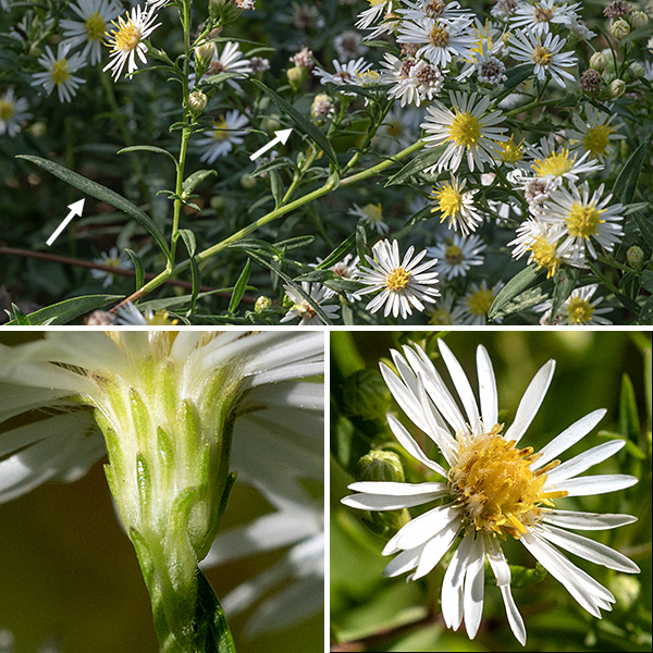 Panicled aster's central stem gives rise to an 8" long panicle (4" wide) of flowerheads; panicles may also arise form lateral stems and the axils of upper leaves. The panicle branches tend to be hairier and more often grooved than the stems; there are bracts (1.5" long, 8 mm wide) at the base of the panicle branches and the base of the flowerhead stalks. Individual flowerheads are 1/2-3/4" across with 1.5" long flower stalks (peduncles). Flowerheads have 20-40 white (less often blue or violet), pistillate (no stamens) ray florets, and an equal number of perfect (pistils and stamens) disc florets that are initially yellow, turning red orange with age. Phyllaries (bracts) cover the back of the flowerhead in 3-6 overlapping layers; the phyllaries are narrow, green with paler bases, appressed or slightly spreading, with the outer layer shorter than the inner. The fruit is a 1.5-2 mm long gray seed with a tuft of dull white or yellowish hairs. It's easy to confuse panicled aster with other asters that have small, white flowerheads. Look for: (1) leaves with wedge-shaped (not rounded or heart-shaped) bases, (2) mature leaves hairless on both sides, (3) stems with lines of white hairs, and (4) flowerheads with at least 20 ray florets. (Count the "petals.")
