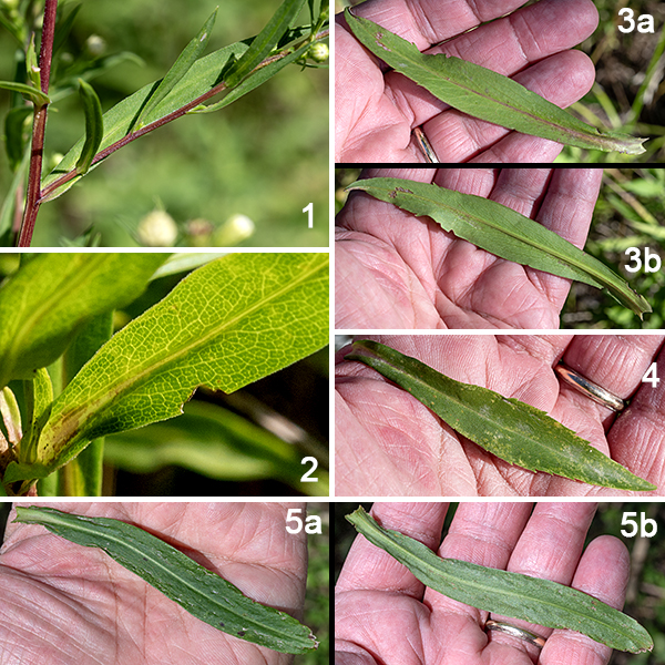 Panicled aster is a widely distributed native aster found in all the lower 48 states of the U.S. and the lower provinces of Canada. The central and lateral (non-woody) stems are 1-3 feet tall, light green to dull red, round in section, sometimes shallowly grooved, and usually with vertical lines of white hairs. Older stems may be brownish, woody looking, and hairless. The leaves are alternate, stalkless, and hairless except on the edges; the upper surface is dark green, the lower surface is lighter. Leaves near the base of the stem are large (up to 5" long and 3/4" wide), but leaf size decreases up the stem. The leaves are lance-shaped or elongated ellipses with sharp tips, have wedge shaped bases, and have smooth margins or a few marginal teeth (especially in the lower and middle leaves); they are sessile (upper leaves) or have short, winged, sheathing petioles (basal leaves that usually wither before flowering). There is a distinct pattern of reticulated veins on the lower and (sometimes) the upper surface of the leaves.
