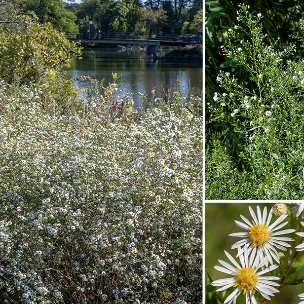 Panicled aster is a widely distributed native aster found in all the lower 48 states of the U.S. and the lower provinces of Canada. The central and lateral (non-woody) stems are 1-3 feet tall, light green to dull red, round in section, sometimes shallowly grooved, and usually with vertical lines of white hairs. Older stems may be brownish, woody looking, and hairless. The leaves are alternate, stalkless, and hairless except on the edges; the upper surface is dark green, the lower surface is lighter. Leaves near the base of the stem are large (up to 5" long and 3/4" wide), but leaf size decreases up the stem. The leaves are lance-shaped or elongated ellipses with sharp tips, have wedge shaped bases, and have smooth margins or a few marginal teeth (especially in the lower and middle leaves); they are sessile (upper leaves) or have short, winged, sheathing petioles (basal leaves that usually wither before flowering). There is a distinct pattern of reticulated veins on the lower and (sometimes) the upper surface of the leaves. The central stem gives rise to an 8" long panicle (4" wide) of flowerheads; panicles may also arise form lateral stems and the axils of upper leaves. The panicle branches tend to be hairier and more often grooved than the stems; there are bracts (1.5" long, 8 mm wide) at the base of the panicle branches and the base of the flowerhead stalks. Individual flowerheads are 1/2-3/4" across with 1.5" long flower stalks (peduncles). Flowerheads have 20-40 white (less often blue or violet), pistillate (no stamens) ray florets, and an equal number of perfect (pistils and stamens) disc florets that are initially yellow, turning red orange with age. Phyllaries (bracts) cover the back of the flowerhead in 3-6 overlapping layers; the phyllaries are narrow, green with paler bases, appressed or slightly spreading, with the outer layer shorter than the inner. The fruit is a 1.5-2 mm long gray seed with a tuft of dull white or yellowish hairs. It's easy to confuse panicled aster with other asters that have small, white flowerheads. Look for: (1) leaves with wedge-shaped (not rounded or heart-shaped) bases, (2) mature leaves hairless on both sides, (3) stems with lines of white hairs, and (4) flowerheads with at least 20 ray florets. (Count the "petals.")
