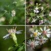 Panicles of flowerheads up to 10" long and 6" across arise from the upper stems (and some side stems) of calico asters. Individual flowerheads are about 1/3" (8 mm) across, typically consisting of 8-15 white ray florets and 8-16 cream or light-yellow disc florets turning brown or reddish purple with age. The flowerheads sit on a 1/3" long, hairy flower stalk (peduncle) with a few leaf-like bracts along the peduncle. The base of the flowerhead is covered by phyllaries (bracts) in 3-4 overlapping layers; the phyllaries are sparsely hairy, appressed or slightly spreading, with a darker green lance- or diamond-shaped tip. The fruits are fuzzy dry seeds with a tuft of white hairs. Calico asters are distinguished from other small, white asters by: (1) very small flowerhead (