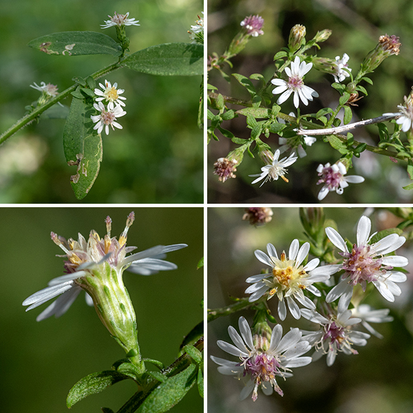 Panicles of flowerheads up to 10" long and 6" across arise from the upper stems (and some side stems) of calico asters. Individual flowerheads are about 1/3" (8 mm) across, typically consisting of 8-15 white ray florets and 8-16 cream or light-yellow disc florets turning brown or reddish purple with age. The flowerheads sit on a 1/3" long, hairy flower stalk (peduncle) with a few leaf-like bracts along the peduncle. The base of the flowerhead is covered by phyllaries (bracts) in 3-4 overlapping layers; the phyllaries are sparsely hairy, appressed or slightly spreading, with a darker green lance- or diamond-shaped tip. The fruits are fuzzy dry seeds with a tuft of white hairs. Calico asters are distinguished from other small, white asters by: (1) very small flowerhead (