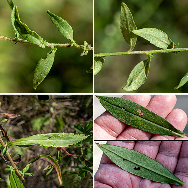 Calico aster is a delicate native aster 1-3 feet tall that is often seen leaning to one side. The stems are light green or reddish brown with lines of white hairs running along the stems. Basal leaves are spatula-shaped to almost round, with winged, sheathing petioles; the basal and lower stem leaves wither before flowering. The stem leaves are alternate, up to 4.5" long and 1/2" wide, decreasing in size higher on the stem, narrowly lance-shaped, becoming strap-like near the flowerheads, with just a few teeth restricted to near the leaf tips on the larger leaves.