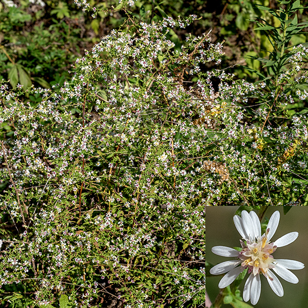 Calico aster is a delicate native aster 1-3 feet tall that is often seen leaning to one side. The stems are light green or reddish brown with lines of white hairs running along the stems. Basal leaves are spatula-shaped to almost round, with winged, sheathing petioles; the basal and lower stem leaves wither before flowering. The stem leaves are alternate, up to 4.5" long and 1/2" wide, decreasing in size higher on the stem, narrowly lance-shaped, becoming strap-like near the flowerheads, with just a few teeth restricted to near the leaf tips on the larger leaves. Panicles of flowerheads up to 10" long and 6" across arise from the upper stems (and some side stems). Individual flowerheads are about 1/3" (8 mm) across, typically consisting of 8-15 white ray florets and 8-16 cream or light-yellow disc florets turning brown or reddish purple with age. The flowerheads sit on a 1/3" long, hairy flower stalk (peduncle) with a few leaf-like bracts along the peduncle. The base of the flowerhead is covered by phyllaries (bracts) in 3-4 overlapping layers; the phyllaries are sparsely hairy, appressed or slightly spreading, with a darker green lance- or diamond-shaped tip. The fruits are fuzzy dry seeds with a tuft of white hairs. Calico asters are distinguished from other small, white asters by: (1) very small flowerhead (