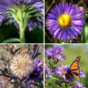 Clusters of flowerheads occur at the tips of the upper stems of New England asters. Individual flowerheads are large (1.5" across) with 50-75 (!) purple, lavender, or pink ray florets; the 50-110 disk florets are yellow or gold, turning reddish purple with age. A healthy New England aster with two or three dozen flowerheads is an impressive sight indeed. Phyllaries surround the back of the flowerhead in 3-5 layers. They are green or purple-tinged, very narrow but robust, widely spreading or reflexed, with the outermost layer of phyllaries covered with short glandular hairs. The fruit is a longitudinally ribbed, quite hairy, dry seed with a tuft of long, light brown hairs. The large, showy flowerheads with very large numbers of ray florets (petals) can't be confused with any other aster in Jackson Park.