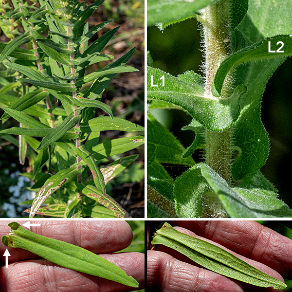 New England aster is a native species, one of the few Jackson Park asters that is immediately recognizable on sight. The plant consists of a single or multiple brown or reddish central stems up to four feet tall, with a few side branches in the upper third of the stem. Both stems and branches are covered with long, white hairs. The basal leaves are spatula-shaped but wither by the time the plant flowers (as do the lowest stem leaves). The stem leaves are up to 4" long and 1" wide (smaller higher on the stem), stiff, oblong, fuzzy with short hairs on the underside, rough on top, and with smooth margins; the bases of the leaves appear to clasp the stem with distinct "ears" (lobes) at the base of the leaf.  The stem leaves are quite dense on the stem.