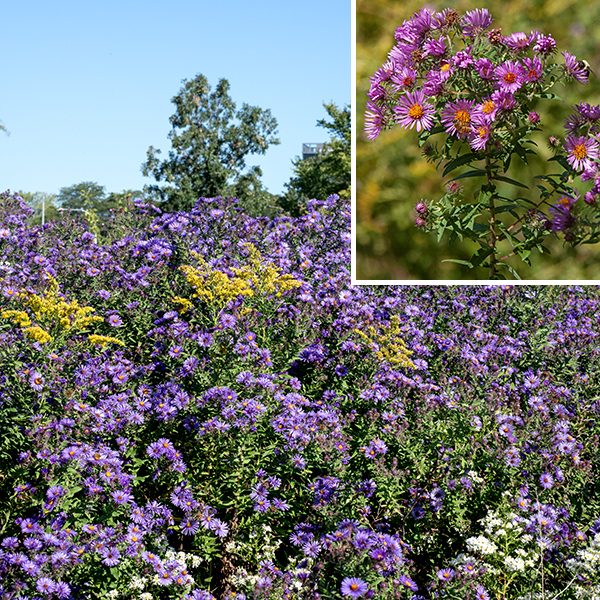 New England aster is a native species, one of the few Jackson Park asters that is immediately recognizable on sight. The plant consists of a single or multiple brown or reddish central stems up to four feet tall, with a few side branches in the upper third of the stem. Both stems and branches are covered with long, white hairs. The basal leaves are spatula-shaped but wither by the time the plant flowers (as do the lowest stem leaves). The stem leaves are up to 4" long and 1" wide (smaller higher on the stem), stiff, oblong, fuzzy with short hairs on the underside, rough on top, and with smooth margins; the bases of the leaves clasp the stem with distinct "ears" (lobes) at the base of the leaf.  The stem leaves are quite dense on the stem. Clusters of flowerheads occur at the tips of the upper stems. Individual flowerheads are large (1.5" across) with 50-75 (!) purple, lavender, or pink ray florets; the 50-110 disk florets are yellow or gold, turning reddish purple with age. A healthy New England aster with two or three dozen flowerheads is an impressive sight indeed. Phyllaries surround the back of the flowerhead in 3-5 layers. They are green or purple-tinged, very narrow but robust, widely spreading or reflexed, with the outermost layer of phyllaries covered with short glandular hairs. The fruit is a longitudinally ribbed, quite hairy, dry seed with a tuft of long, light brown hairs. The large, showy flowers with very large numbers of ray florets (petals) can't be confused with any other aster in Jackson Park.