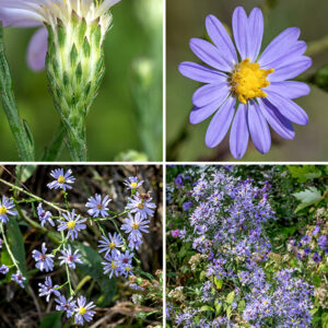 Skyblue aster's central stem terminates in a 6-18" long panicle of flowerheads; the panicle is twice as long as wide. The panicle has a central stalk (rachis), several primary branches and numerous secondary (off the primary) and tertiary (off the secondary) branches that end in flowerheads. The branches have scale-like, 3/4" long leafy bracts spaced along their lengths. Individual flowerheads are 1/2-3/4" across with 10-25 lavender or pale blue ray florets and 20-25 disk florets. The disk florets are initially yellow, turning reddish-purple with age; they seem to me to be unusually large for an aster. The phyllaries (bracts) surrounding the base of the flowerhead are small (2 mm) and tightly appressed, each with a diamond-shaped green tip and often with a spot of blue-purple at the very tip. The fruits are bullet-shaped, 1.5-2mm long dry seeds, purplish brown, with a tuft of hairs. Skyblue aster is similar to smooth blue aster (S. laeve), but that species has sessile leaves; sky blue aster has petioles on the lower and middle leaves, only the upper leaves are sessile. Skyblue aster is also similar to Short's aster (Symphyotrichum shortii), but the latter has upper leaves with a heart-shaped base rather than smoothly tapering to a sessile attachment as in skyblue aster. Generally, skyblue aster is most easily identified by the long, narrow, arrowhead-shaped lower leaves that feel like fine sandpaper on both surfaces.