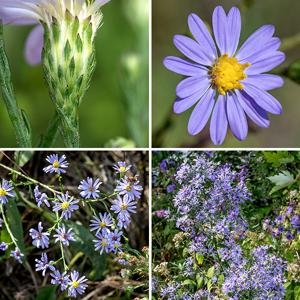 Skyblue aster's central stem terminates in a 6-18" long panicle of flowerheads; the panicle is twice as long as wide. The panicle has a central stalk (rachis), several primary branches and numerous secondary (off the primary) and tertiary (off the secondary) branches that end in flowerheads. The branches have scale-like, 3/4" long leafy bracts spaced along their lengths. Individual flowerheads are 1/2-3/4" across with 10-25 lavender or pale blue ray florets and 20-25 disk florets. The disk florets are initially yellow, turning reddish-purple with age; they seem to me to be unusually large for an aster. The phyllaries (bracts) surrounding the base of the flowerhead are small (2 mm) and tightly appressed, each with a diamond-shaped green tip and often with a spot of blue-purple at the very tip. The fruits are bullet-shaped, 1.5-2mm long dry seeds, purplish brown, with a tuft of hairs. Skyblue aster is similar to smooth blue aster (S. laeve), but that species has sessile leaves; sky blue aster has petioles on the lower and middle leaves, only the upper leaves are sessile. Skyblue aster is also similar to Short's aster (Symphyotrichum shortii), but the latter has upper leaves with a heart-shaped base rather than smoothly tapering to a sessile attachment as in skyblue aster. Generally, skyblue aster is most easily identified by the long, narrow, arrowhead-shaped lower leaves that feel like fine sandpaper on both surfaces.