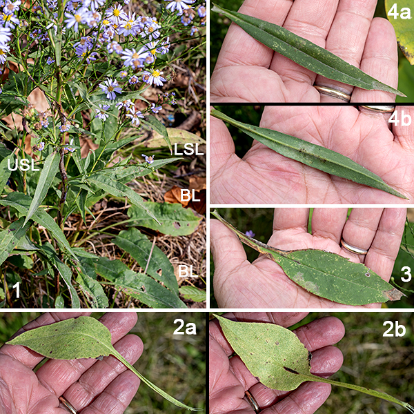 Skyblue aster (aka, azure aster) is a native perennial that grows 1.5-3 feet tall; like many asters, it is largely unbranched except near the inflorescence. The stems are round in section, light green, hairless or sparsely hairy. The basal leaves (4" long, 1.75" wide) are broader than the lower stem leaves, have petioles that are narrowly winged and twice the length of the lower stem leaf petioles, the base of the leaf is heart-shaped, and the leaf margins sometimes (but not always) have distinct teeth on their margins. However, the basal leaves often wither before flowering, so don't be surprised if you don't see them. The stem leaves are alternate, decreasing in leaf size and petiole length and changing shape from the bottom to the top of the stem; all have smooth (toothless) margins, and all have upper and lower surfaces that feel like fine sandpaper. The lower stem leaves are 3" long and half as wide; they are narrowly oval with 2" long, broadly winged petioles. The middle stem leaves are up to 2.5" long and 3/4" wide, lance-shaped; they also have winged petioles. The upper stem leaves are up to 1.25" long and 1/4" wide; they are more rectangular with pointed ends and are sessile on the stem (no petiole).